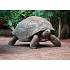Фигурка - Гигантская черепаха, размер 9 х 5 х 4 см.  - миниатюра №3